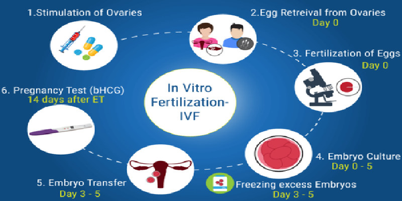 What Steps Does It Involve In The In Vitro Fertilization Process?